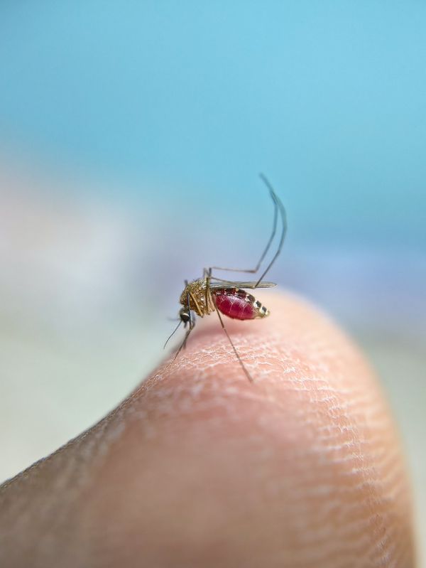 Photo by Shyamli Kashyap Macro shot of mosquito feeding on human skin, highlighting its proboscis and wings.